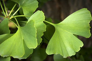 Ginkgo Biloba · 66,6 mg