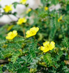 Tribulus Terrestris · 500 mg