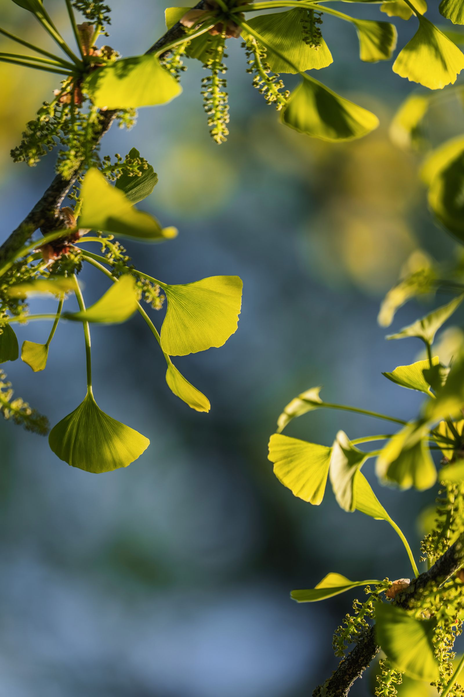 Hojas de ginkgo biloba para una guía sobre circulación y deseo femenino