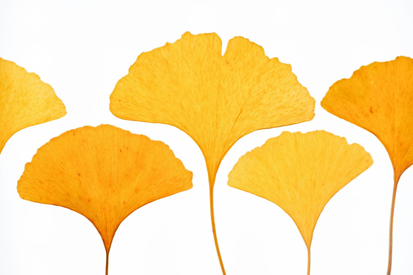 Hojas de ginkgo para una guía sobre ginkgo biloba libido mujer