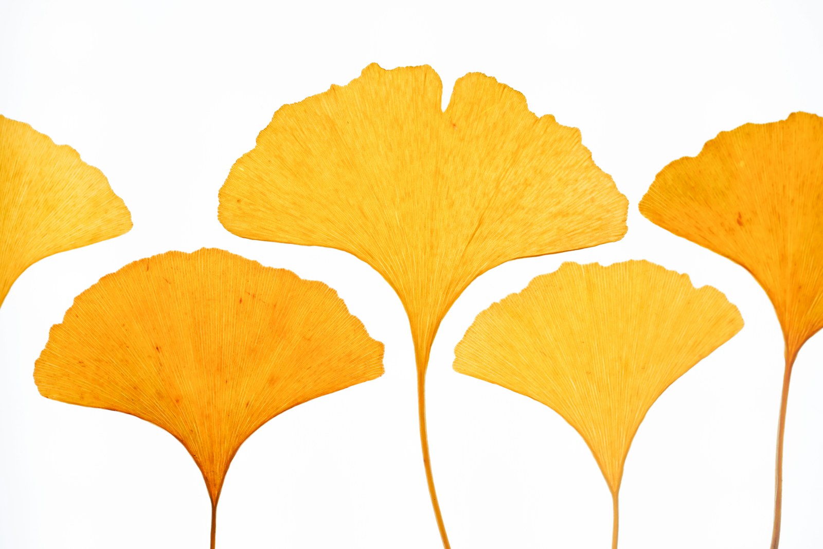 Hojas de ginkgo para una guía sobre ginkgo biloba libido mujer