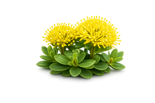 Rhodiola · 180 mg