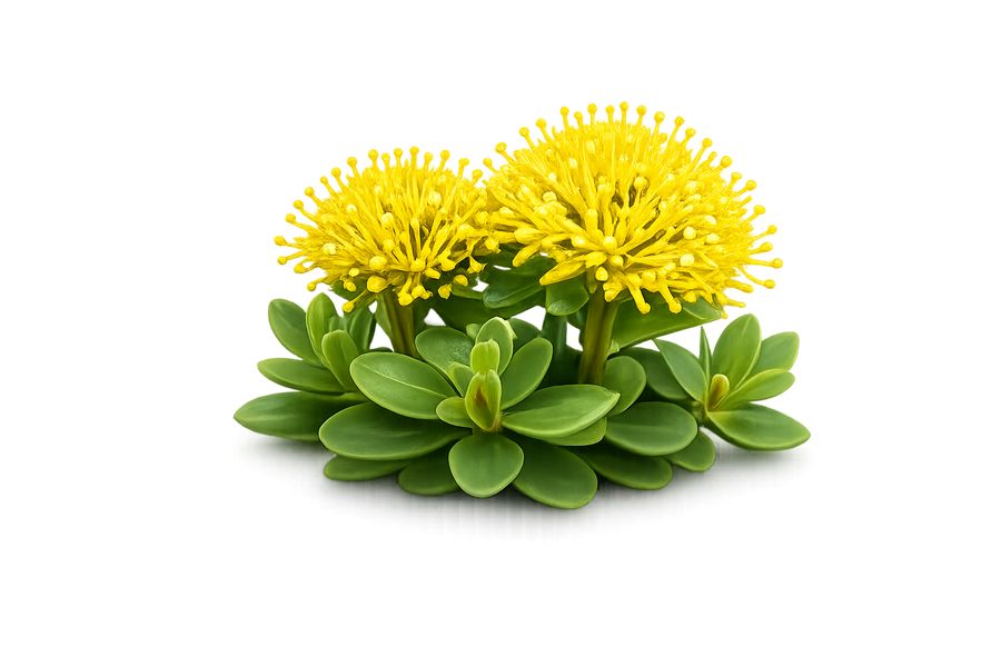 Rhodiola