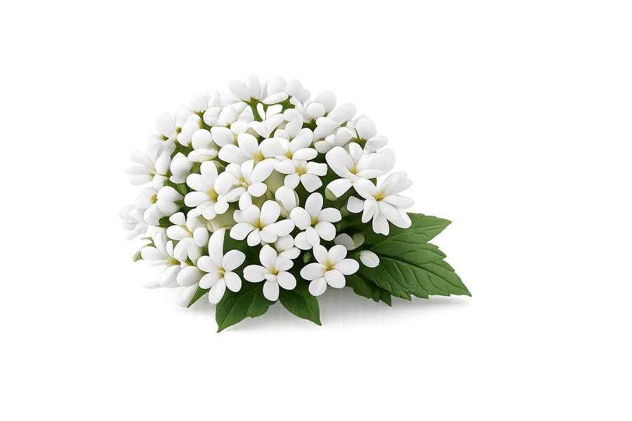 Extracto de valeriana