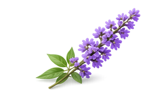 Vitex · 90 mg
