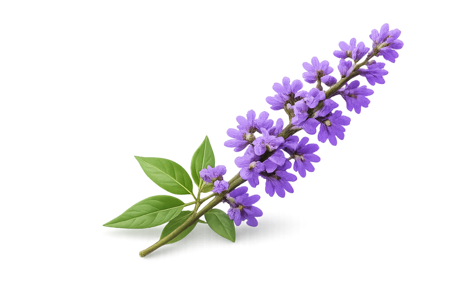 Vitex agnus-castus
