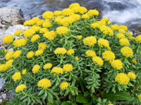 Rhodiola · 180 mg