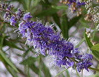 Vitex · 90 mg